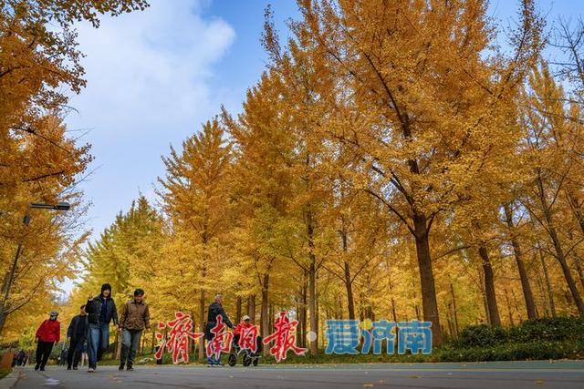 一年四季 泉在济南丨济南森林公园银杏林满目金黄如诗如画
