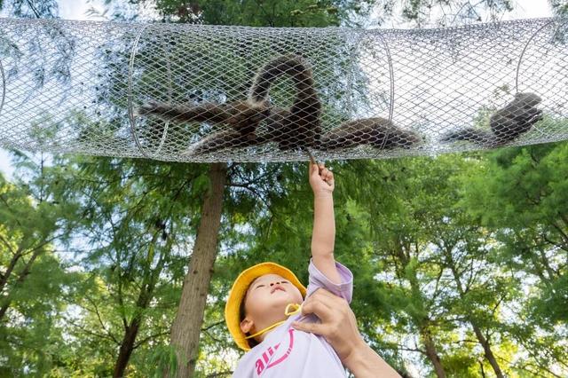 顺德北部创新湾已备好“年味大餐”，游玩攻略→