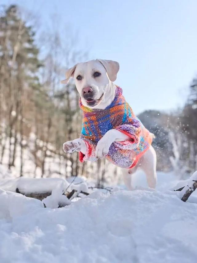 这个冬天，别再“猫冬”啦！300米超长滑道，来这开启嬉冰赏景的雪上之旅