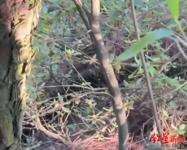 成都龙泉山现3米蟒蛇？假的