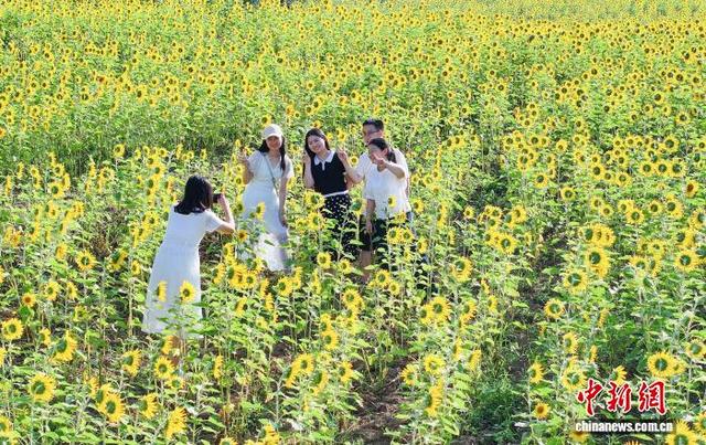 贵州松桃：油葵花开引客来