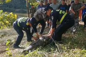 云南一310斤鳄鱼凌晨破笼脱逃：鱼塘找到 特警开枪击毙图片