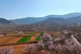 上春山/宁阳千亩杏花怒放,漫山芬芳引客来图片