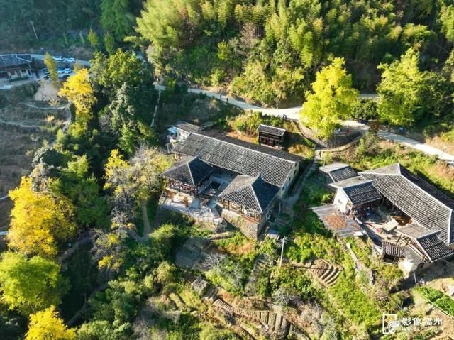 福州现存数量最多！古银杏迎来最佳观赏期