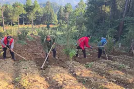 黄平县浪洞镇平磨村紫薯喜获丰收图片