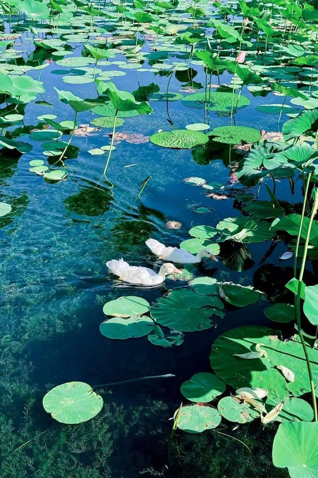 夏日海淀文艺一日游：紫竹院赏荷×国图看展攻略