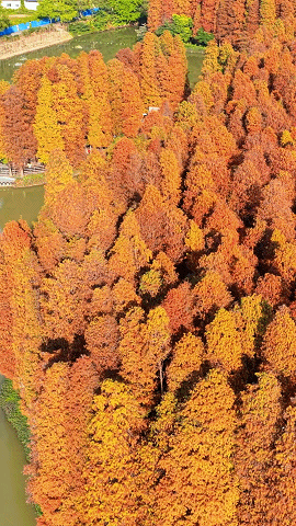 太美了！除了七星岩北门，肇庆这里也藏着一大片落羽杉……