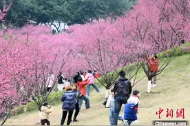 重庆红岩景区红梅盛开醉游人图片