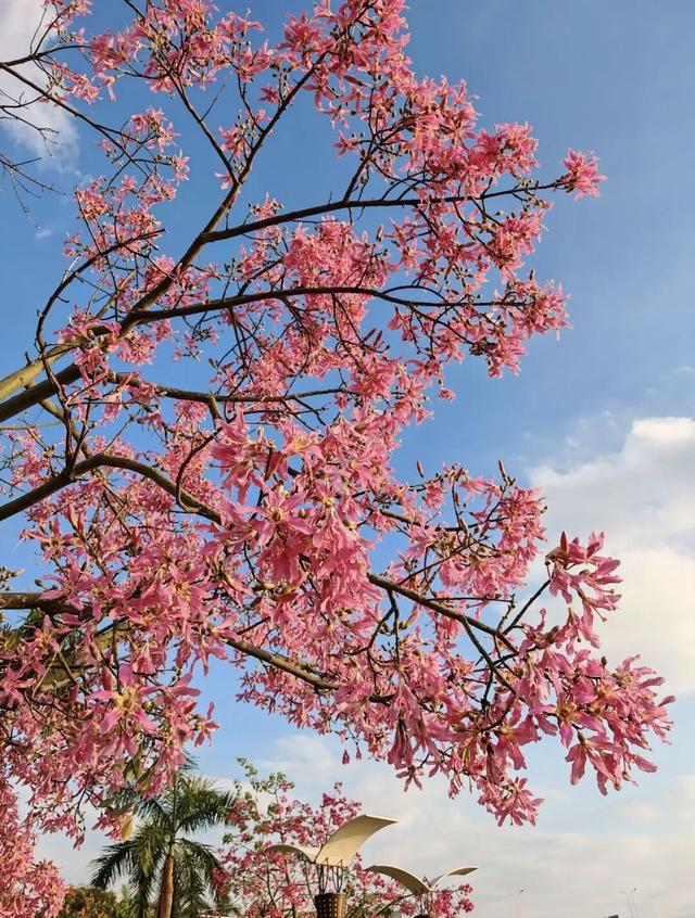 福州秋日限定浪漫已送达，附打卡点位→