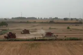 小满至 农事忙：全国小麦主产区开启收获季 各地多措并举保夏粮归仓图片