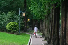 绿树浓荫，在夏日里邂逅清凉与惬意图片