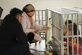 峨眉山老猴王卫冕失败险丧命，或在救助点养老，曾统治洗象池猴群10余年图片