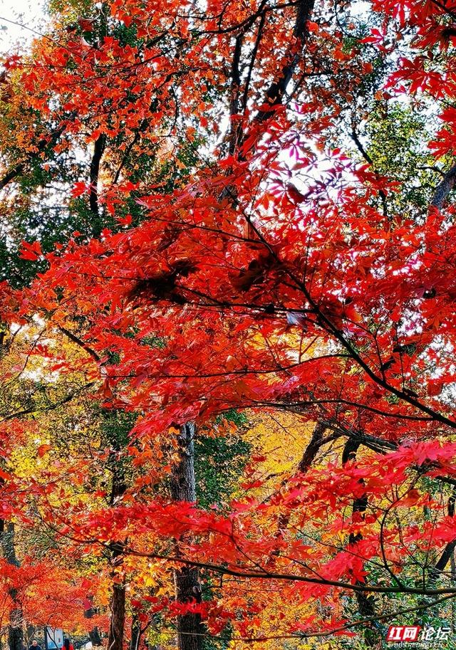 【每日一图@湖南】层林尽染，游人如织，湖南省植物园开启最美“枫”景季