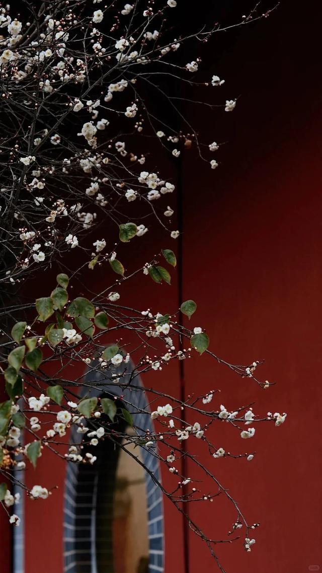 邂逅“梅”好时光！昆明超详细赏梅攻略来了