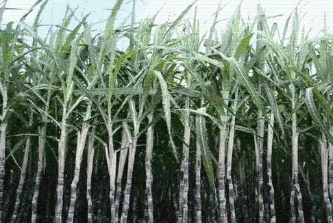 “三秦四季 暖冬杨凌” ——杨凌冬季旅游采摘系列活动正式启动