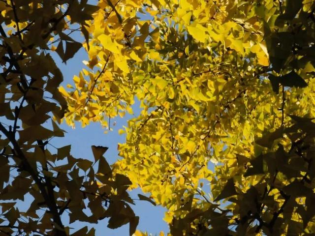 美到犯规！藏在静安深处的秋冬打卡地图上线丨静宝聊天室