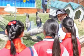 走进海洋 爱鸟护鸟：在郑州海昌了解“不会飞的鸟”图片