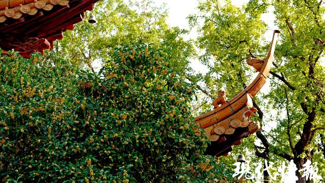 南京朝天宫的秋天，空气在“发糖”