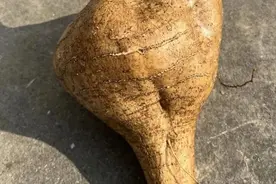 有剧毒，常被误食！这种食材很常见图片