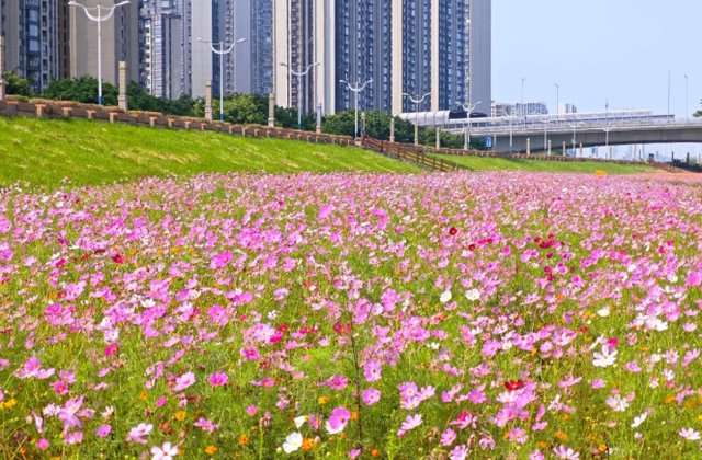 开往秋天花海的地铁，快上车！丨一“线”游广佛