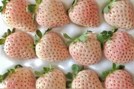 今冬草莓上市，登热卖榜第一！如何挑选？为何冬季吃更甜？图片