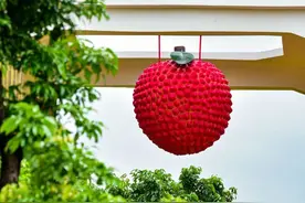 超百万补贴发出！东莞厚街27个果园获得改造补助图片