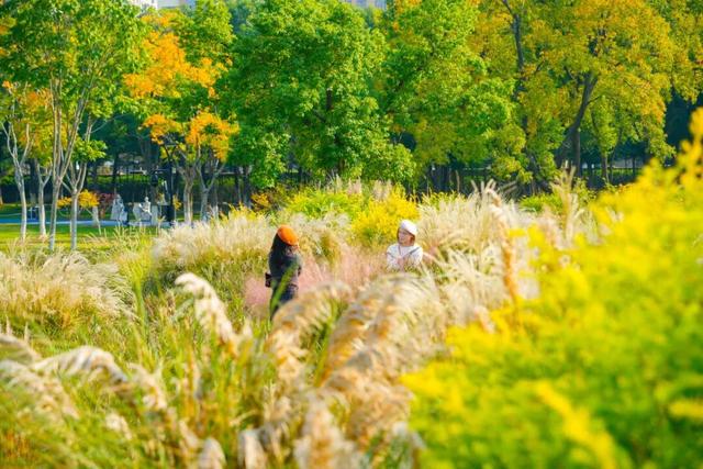 在江汉，听见公园里的秋色私语