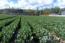 云南南华：反季蔬菜走俏市场 群众增收路更宽图片