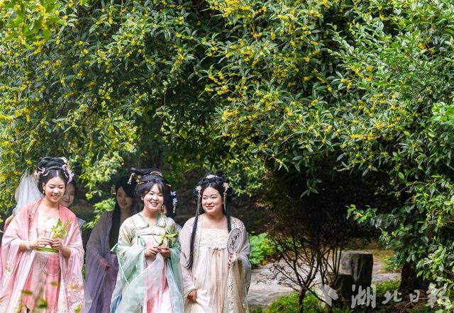 咸宁桂花盛放 全城浸在香甜里