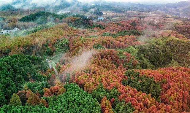 重庆秋色“天花板”火了！最快1小时飚拢！