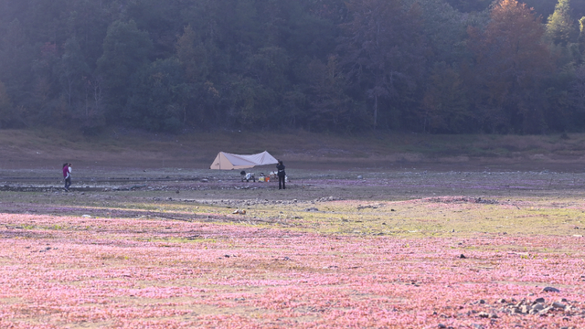 时隔五年！莲都再现“限定版”粉紫花海