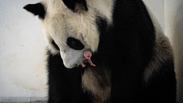 平安银行信用卡进度查询官方，俄罗斯的大熊猫 配图02