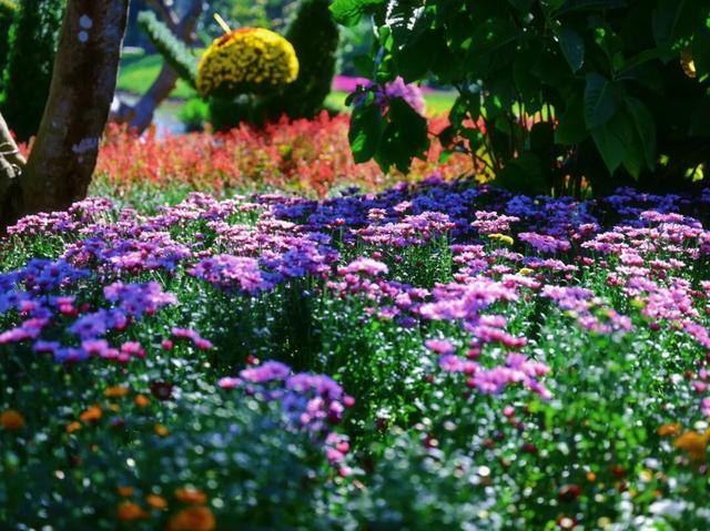 菊色缤纷争妍！青秀山菊花展邀你来“花”式打卡