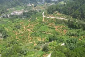 重庆巴南区：成熟季遇连日雨，东温泉镇300亩蜂糖李急寻买家图片