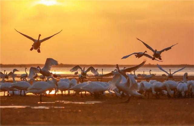 冬游威海 情满山海丨冬日喜讯！荣成公交赏天鹅专线开通啦！