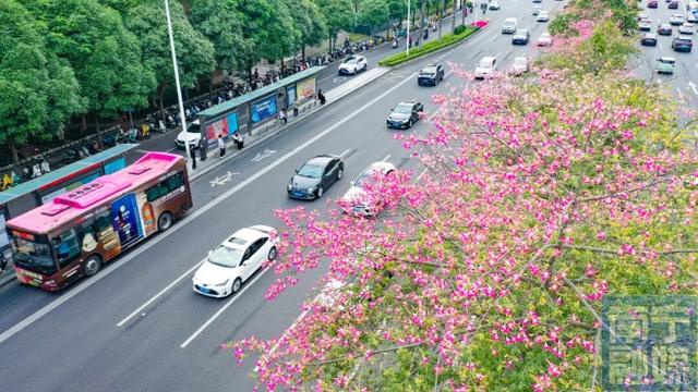 粉了粉了！让南宁街头这些“梦幻棉花糖”承包你的少女心→