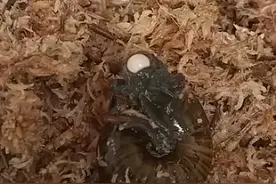 新西兰稀有蜗牛首次被拍到从颈部产卵图片