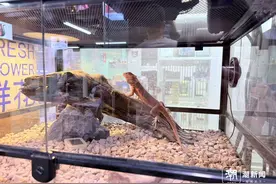 “异宠”不可随意宠！小众宠物饲养热背后，各类隐患需警惕图片