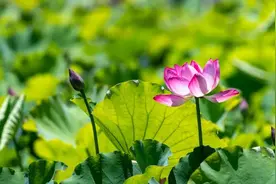 惊艳！崇明的荷花开了图片