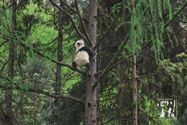 画卷天府·熊猫文化｜熊猫符号经济：符号驱动的新经济范式