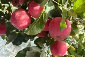 中国电信助阿克苏果农迎丰收图片