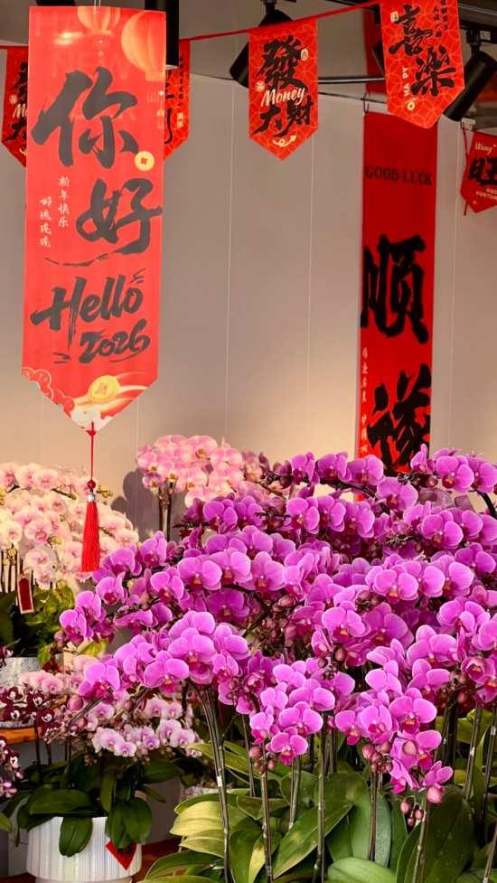 2026沪上年宵花市开逛！“花”式逛出新年味