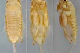 苏轼无爪蜉命名引争议！网友吵翻：“苏轼同意吗？”命名者首次回应图片