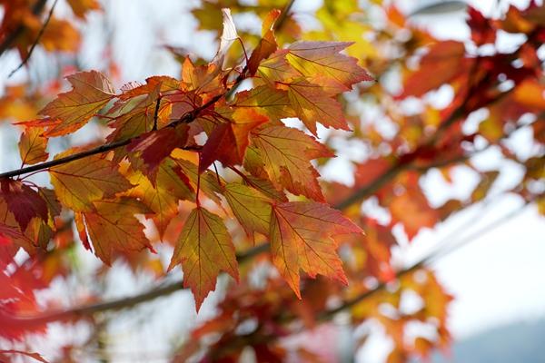 金秋漫红！在张家界武陵源巧遇好“枫”光