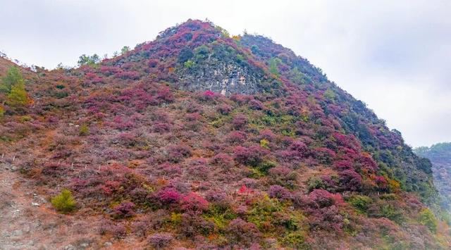 区县头条｜巫山这里藏着小众红叶天花板，深谷石柱披彩衣……