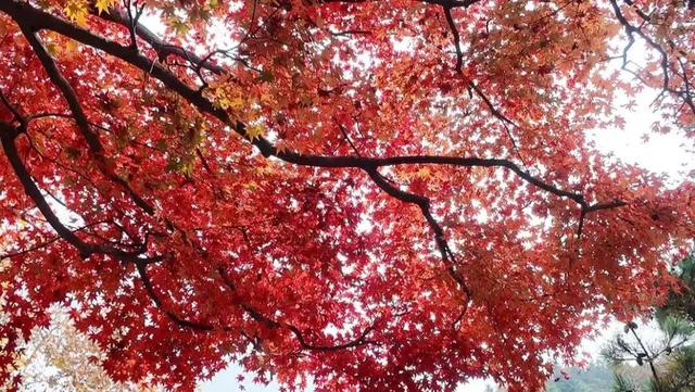 倪萍、朱迅现身江西，赴一场文化与美景之约