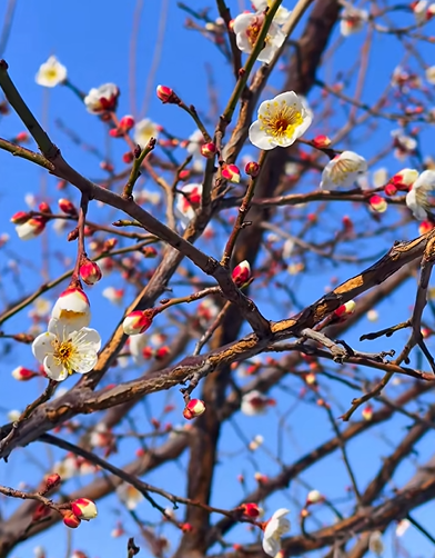 踏雪寻梅！来河南邂逅冬日限定浪漫吧