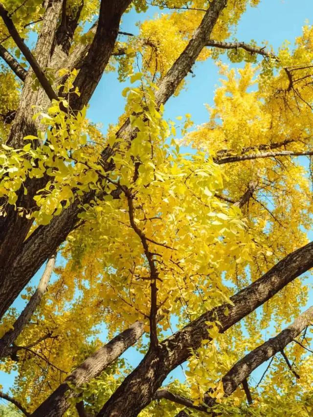 顶流预警！青羊银杏观叶指南来了