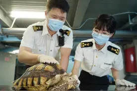 “异宠”不乱宠 闸口海关截获外来物种苏卡达陆龟图片