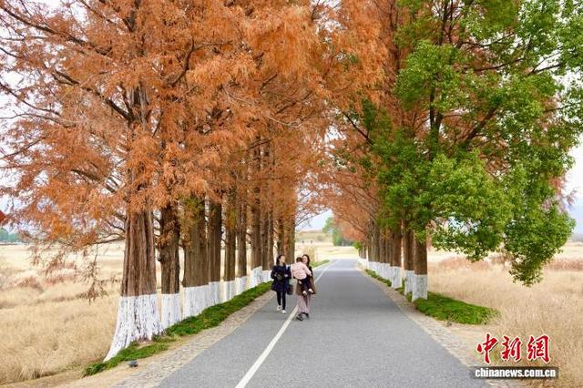 浙江杭州良渚古城遗址公园冬日美景吸引游人